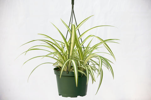 6" Spider Plant (Chlorophytum) Hanging Basket