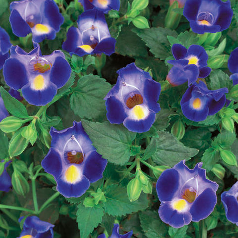 4" Torenia