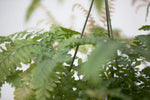 6" Maidenhair Fern Hanging Basket