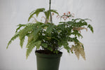 6" Assorted Fern Hanging Basket