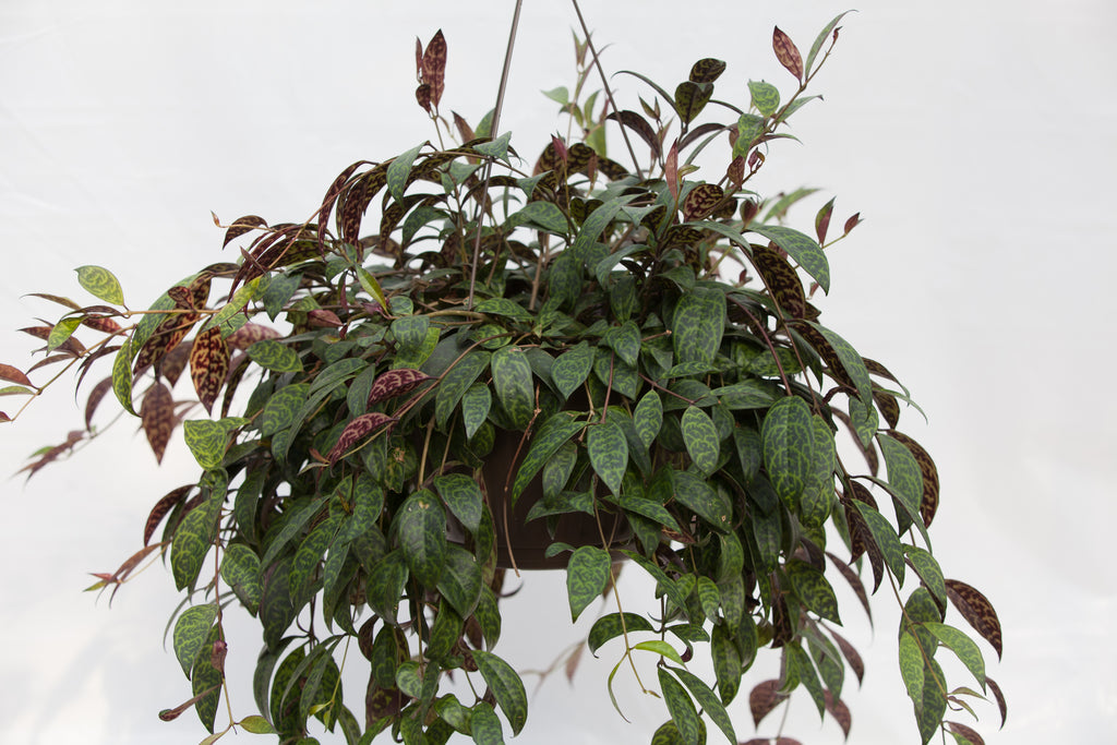 zebra hanging plant 10