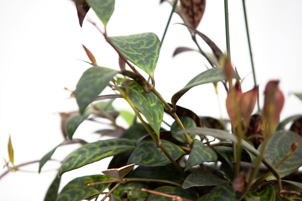 zebra hanging plant 6