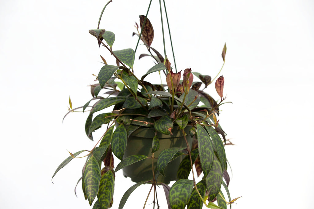 zebra hanging plant 6