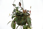 6" Zebra Vine Hanging Basket