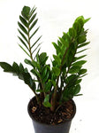 10" ZZ Plant
